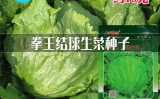 哪里能买到球生菜（哪里能买到球生菜种子）