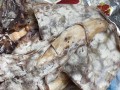 哪里产的墨鱼干最好（墨鱼什么地方产的好）