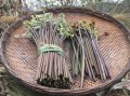 蕨菜哪里产的（北京产蕨菜吗）
