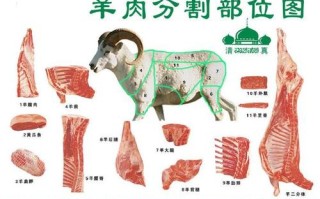 羊腱是哪个位置,羊的哪个部位壮阳
