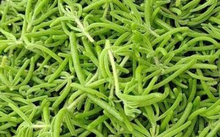 非洲冰草哪里有卖（非洲冰草哪里有卖的）