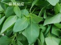 荆芥叶哪里有（荆芥叶哪里有卖的）