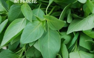 荆芥叶哪里有（荆芥叶哪里有卖的）