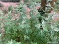 哪里的艾草最好（全国哪里的艾草最好）