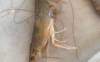 中国哪里的对虾最好,全国哪个地方的虾最好