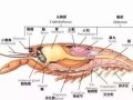 龙虾胃囊 哪里（龙虾的胃囊）