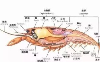 龙虾胃囊 哪里（龙虾的胃囊）
