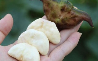 哪里菱角好吃（哪里菱角好吃又便宜）
