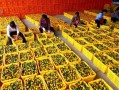 中国橘子的产地在哪里（橘子的生产地是哪里）