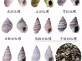 锥螺长在哪里（锥螺介绍）