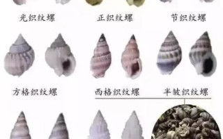 锥螺长在哪里（锥螺介绍）