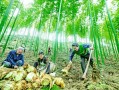 笋哪里找,哪里有竹笋挖