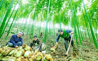 笋哪里找,哪里有竹笋挖