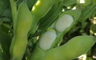 什么蚕豆最大,日本 哪里 蚕豆最出名