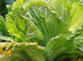 白菜长在哪里（白菜几月份长最好）