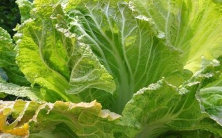 白菜长在哪里（白菜几月份长最好）