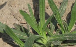 面条菜和羊蹄子颗一样吗,哪里有卖面条菜的地方