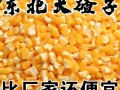 苞米茬子哪里的（苞米茬子哪里的好吃）