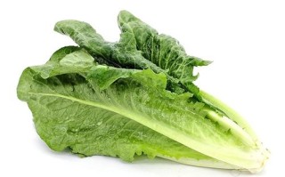 什么是罗马生菜,罗马生菜哪里产的