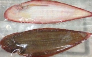 舌头鱼是哪里的鱼（舌头鱼是什么）