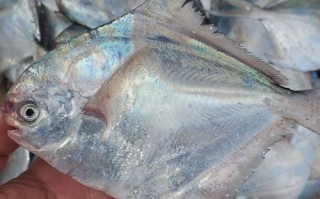 海鲳鱼哪里最多,鲳鱼哪里好吃