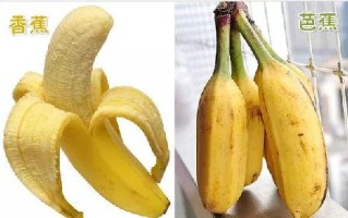 芭蕉跟香蕉有什么不同,香蕉与芭蕉差别在哪里? 营养与健康