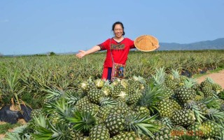 海南哪里有菠萝（海南哪里有菠萝蜜采摘基地）