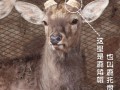 鹿角不可会怎么样（鹿角帽被锤掉疼吗）