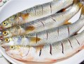 红眼梭子鱼好吃吗,梭鱼哪里好吃又便宜