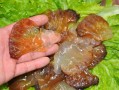 海蜇头哪里的好（什么地方盛产海蜇）