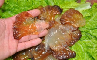 海蜇头哪里的好（什么地方盛产海蜇）