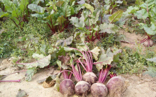 甜菜在哪里（甜菜在哪里种植）