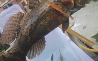 广州哪里鱼好吃（广州哪里野钓鱼可以吃）