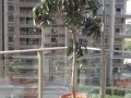 房子后面种有芒果树有什么说法么,芒果屋怎么样好吃吗