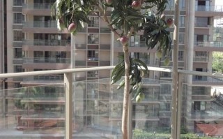 房子后面种有芒果树有什么说法么,芒果屋怎么样好吃吗