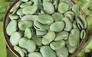新鲜蚕豆如何邮寄,新鲜蚕豆哪里买