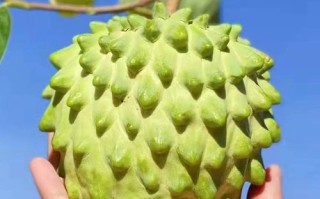 凤梨释迦哪里产的好吃,哪里的释迦好吃又甜