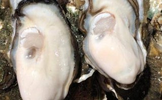 生蚝生长在海里还是河里,生蚝是哪里的特产