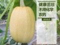 崇明金瓜哪里买得到（崇明金瓜哪里买得到啊）