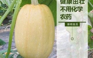 崇明金瓜哪里买得到（崇明金瓜哪里买得到啊）