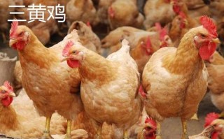 哪里的三黄鸡好吃（三黄鸡和罗曼鸡哪个好吃）