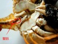 大闸蟹的肠子在哪里（为什么螃蟹没有肠子）