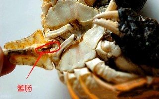 大闸蟹的肠子在哪里（为什么螃蟹没有肠子）