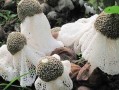 竹荪长哪里（竹荪生长在哪）