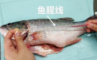 鲤鱼鱼腥线在哪里（鲤鱼鱼腥线在哪个位置）