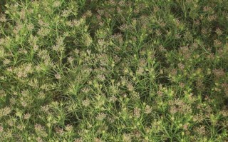 孜然产地产量分布,孜然产地在哪里最好