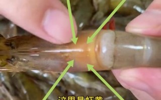 虾黄在哪里（虾黄在哪儿）