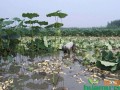 藕产哪里（藕产地在哪里）