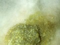 温州油卵哪里有批发的（温州油卵哪里有批发的啊）