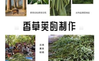 香草荚哪里的最好（香草荚泡酒多久有效，求解）